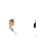 飛び出す❤️猫猫猫2
