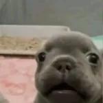 monito