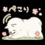 Samoyed-san in Spring