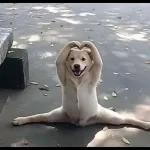 ¡Tu chat no puede estar sin estos stickers!