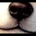 柴犬ワンダフル！！！！！