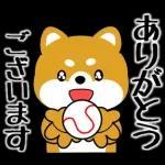 飛び出す！豆柴「野球と日常」