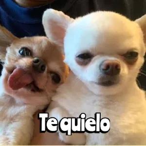 Te quiero - getsticker.com