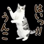 うんこ★リアルな猫