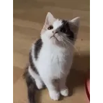 котики