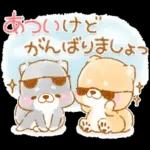 初夏❤️いやしばいぬ❤️16/柴犬