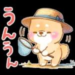 大人の夏❤️いやしばいぬ❤️柴犬