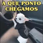 por mim voltei
