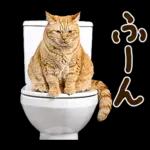 うんこ★リアルな猫