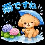 もふもふプードルの梅雨だより
