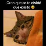 Creo que se te olvidó que existo 🥺