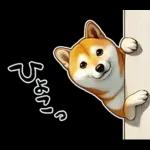 柴犬ワンダフル！！！！！