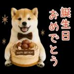 大人かわいい秋の癒し柴犬