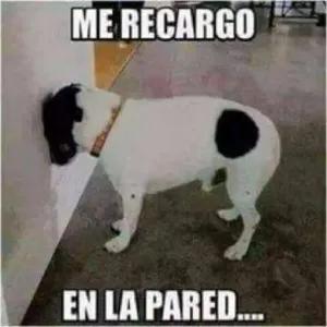 ME RECARGO EN LA PARED.... - getsticker.com