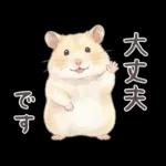 ゴールデンハムスター♡キンクマ