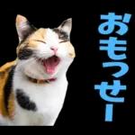 島根出雲弁☆にゃんこ