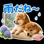 飛び出す♡雨の日わんこ