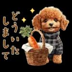 午年2026年！プードルとうまの年末年始