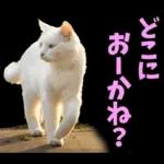 島根出雲弁☆にゃんこ