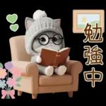 スコティッシュ猫 可愛いグレーニット 冬