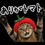 キジトラ猫飼いさんのダジャレ