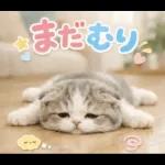 飛び出す♡やる気ないにゃんこ