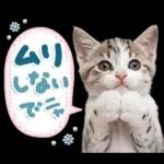 ねこちぃず♡梅雨〜初夏ver