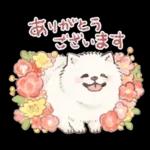 Samoyed-san in Spring