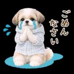 気持ち伝わる癒やしシーズー