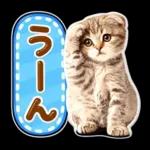 かわいい猫の写真 ぷくぷく