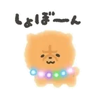 ぴかぴかわんわん