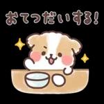 ふわふわシーズー 3歳児