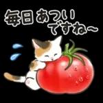 夏の毎日☆猫たちのスタンプ２