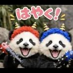 飛び出す♡パンダの家族連絡