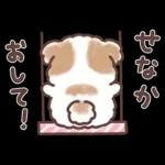 ふわふわシーズー 3歳児