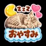 かわいい猫の写真 ぷくぷく