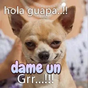 hola guapa..!! dame un Grr....!!! - getsticker.com