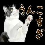 うんこ★リアルな猫