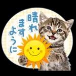 ねこちぃず♡梅雨〜初夏ver