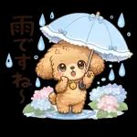 もふもふプードルの梅雨だより