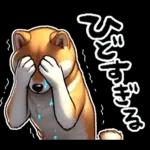 柴犬ワンダフル！！！！！