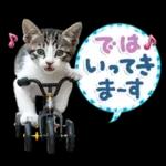 ねこちぃず♡梅雨〜初夏ver