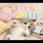 飛び出す♡やる気ないにゃんこ