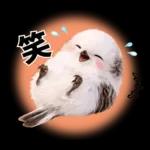 とってもかわいい♡シマエナガちゃん