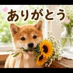 飛び出す♡雨の日わんこ