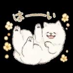 Samoyed-san in Spring