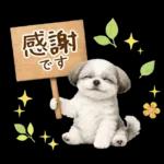 気持ち伝わる癒やしシーズー