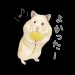 ゴールデンハムスター♡キンクマ