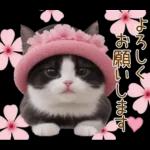 可愛いハチワレ猫 春の思いやり 敬語