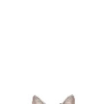 飛び出す❤️猫猫猫2